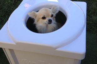 dog in the bog